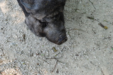 H&auml;ngebauchschwein