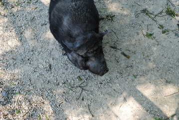 H&auml;ngebauchschwein