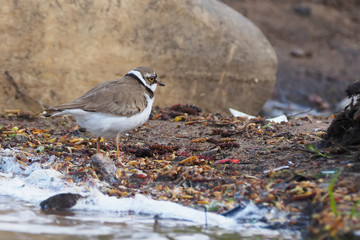Sandpiper on the river
