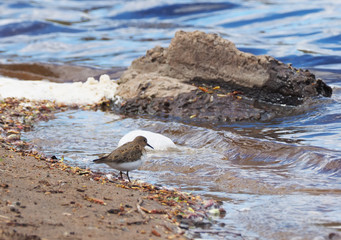 Sandpiper on the river