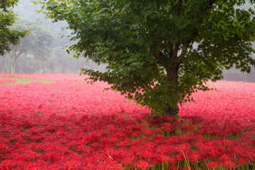 Fototapety  poranek czerwonych kwiatów