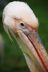 Head portrait of a pink pelican close-up / Dalmatian pelican