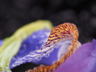 Blue irises on a dark background