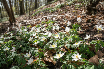 Spring beams beautiful white anemones