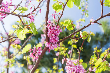 Natural spring background with blooming Bauhinia tree. Tbilisi, Georgia.