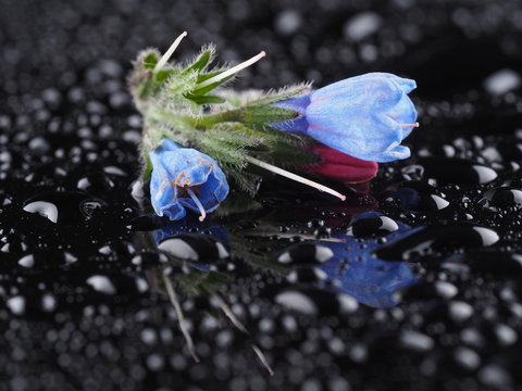 Blue Comfrey Flowers On A Dark Background