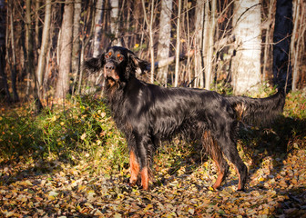 Gordon Setter hunting dog standing in the front in the autumn forest