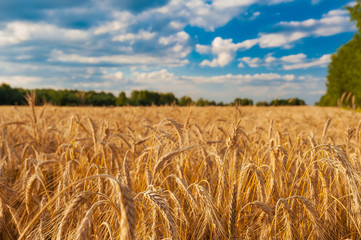 Field barley in period harvest on background cloudy sky