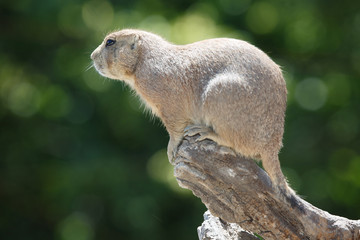 Cute prairie dog on a background of green foliage