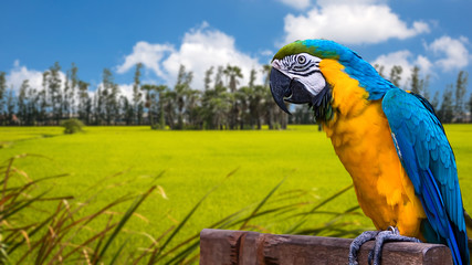 Blue and Yellow Macaw. © Panthat Sitdatvirade