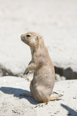 The black-tailed prairie dog (Cynomys ludovicianus) standing on the stone and looking around