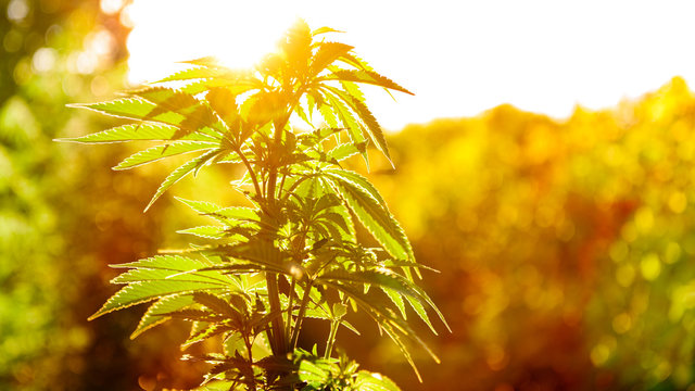 Cannabis plant in golden summer light, marijuana background with lens flare