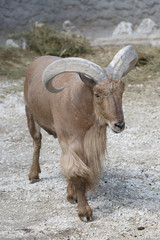 Barbary sheep (Ammotragus lervia). Wild life animal
