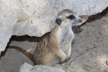 Wild suricate standing near the stone