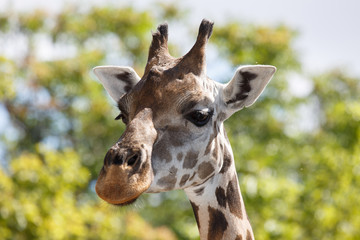 head and upper neck of a giraffe (giraffa caemlopardis), the tallest land animal