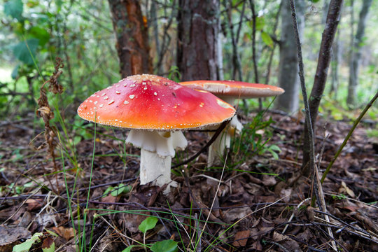 Amanita mushrooms in the autumn forest