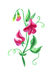 Pink sweet peas, watercolor drawing on a white background isolated with clipping path.