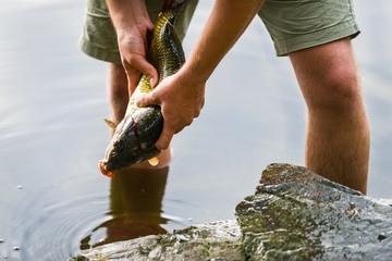 Fisherman holding freshly caught freshwater carp, fisherman and his catch