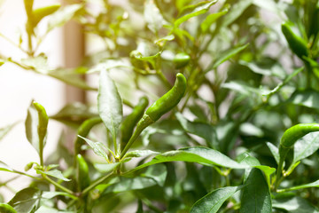 Fototapeta premium green chili peppers on the tree in garden