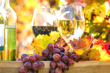Genuss in der Pfalz: Weinprobe im Herbst, Rotwein, Weißwein, Weinglas und Trauben im Weinberg :) - 165404884