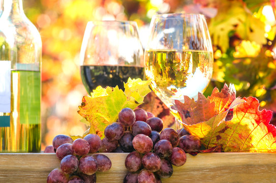 Genuss in der Pfalz: Weinprobe im Herbst, Rotwein, Wei&szlig;wein, Weinglas und Trauben im Weinberg :)