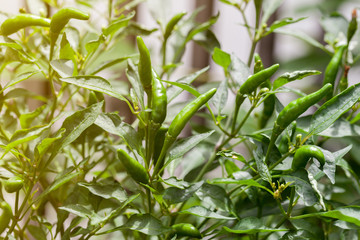  green chili peppers on the tree in garden