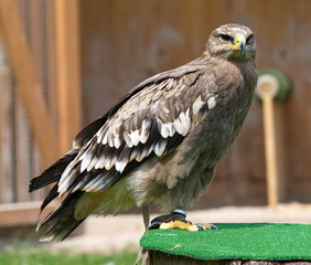Wüstenbussard
