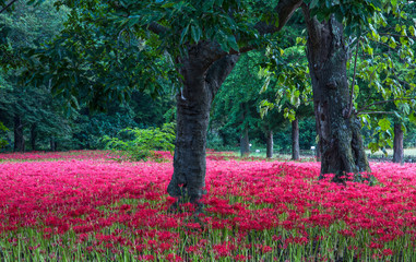 Panele Szklane Podświetlane  poranek czerwonych kwiatów