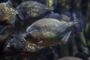 Red piranha (Pygocentrus nattereri)