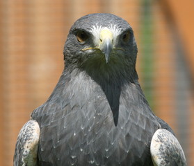 Kordillerenadler, grey eagle