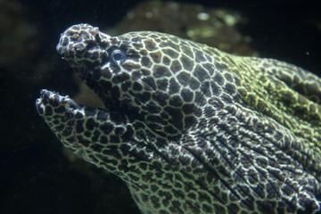 Fototapeta na wymiar Laced moray (Gymnothorax favagineus)