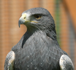 Kordillerenadler, grey eagle