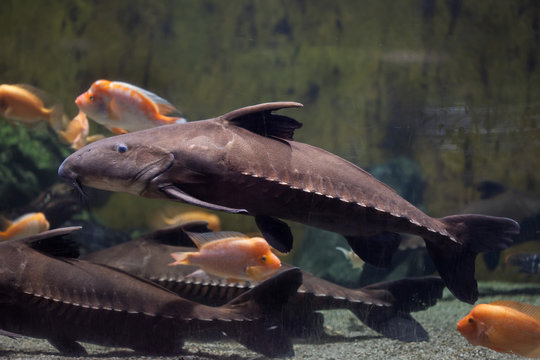 Ripsaw catfish (Oxydoras niger)