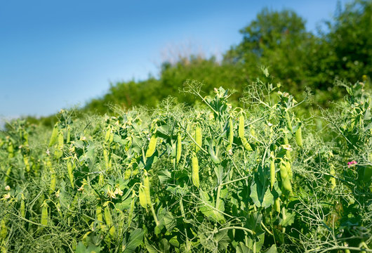 Field Of Green Peas