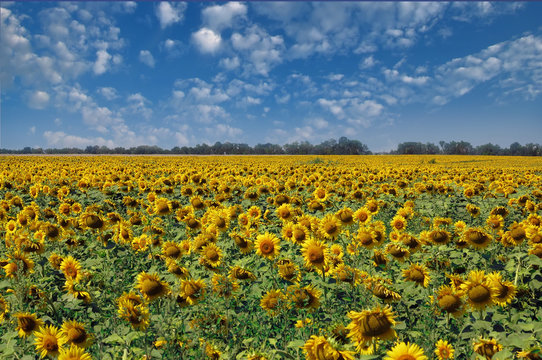 Field of sunflowers and blue sky background. Ukraine