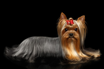 Naklejka premium Yorkshire Terrier Dog Lying on Isolated Black Background with Reflection