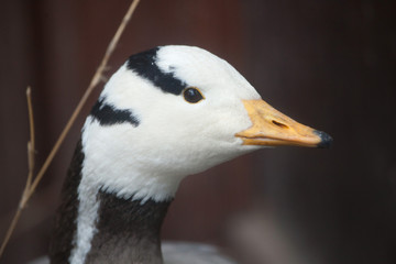 Bar-headed goose (Anser indicus).