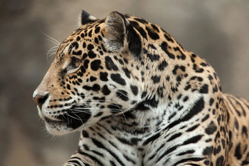 Obraz na płótnie Canvas Jaguar (Panthera onca).