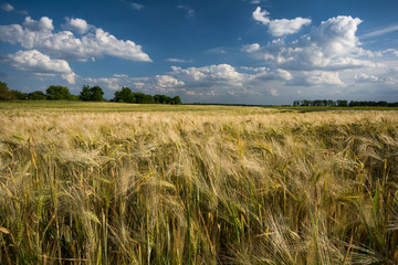Rot blüht der Mohn