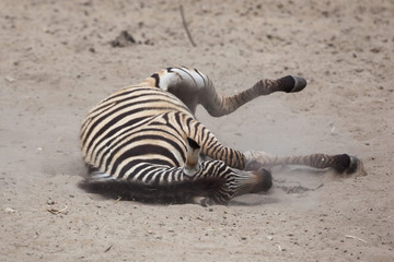 Fototapeta na wymiar Chapman's zebra (Equus quagga chapmani).