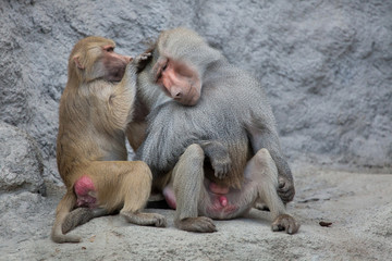 Hamadryas baboon (Papio hamadryas).