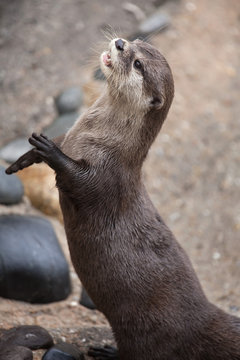 Oriental small-clawed otter (Amblonyx cinereus)