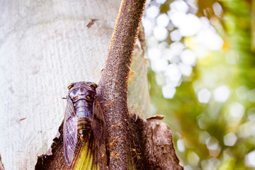 Cicada Bug. Cicada insect. Cicada stick on tree at the park of thailand Tremendous musical abilities of cicada. insect sings beautifully and prefers a warm climate