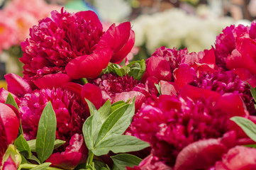 closeup of red peony flowers