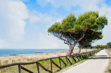Marine landscape with tree and trail.