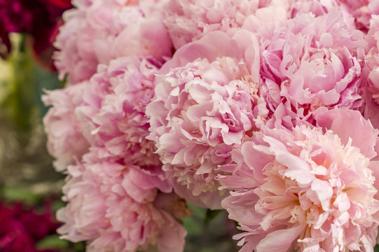 closeup of beautiful bouquet of pink peony flowers