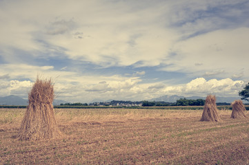 Agricultural landscape. Sheaves of wheat.