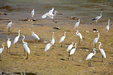 백로의 군집활동