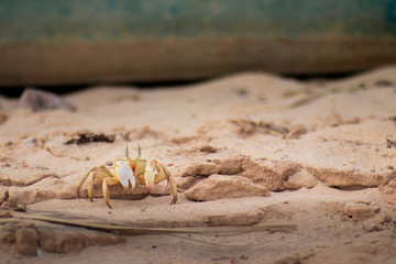 Crabs are Friends