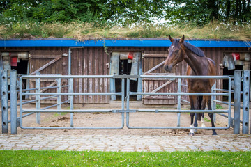 Hannoveraner Hengst